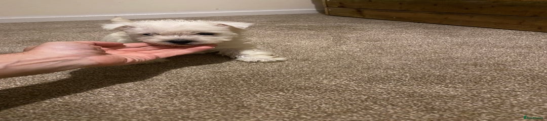 West Highland Terrier Puppy 4