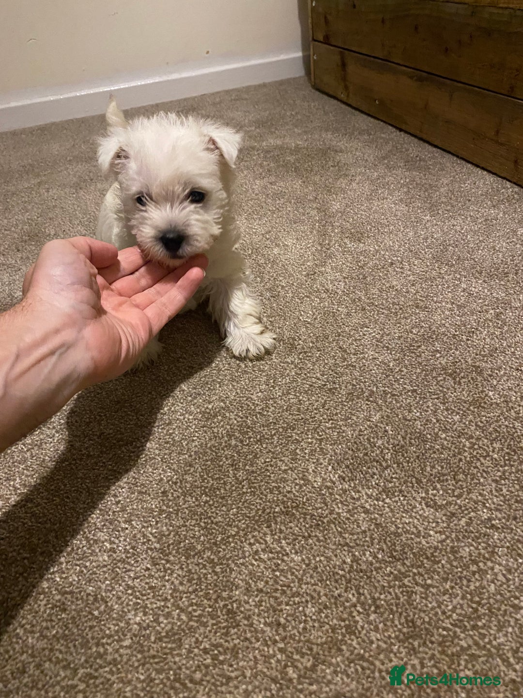 West Highland Terrier dogs for sale: Westie pups - Image 4