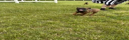 Belgian Shepherd Dog dogs for sale: **NOW £1250** Belgian Mallinois Pups - Advert 7