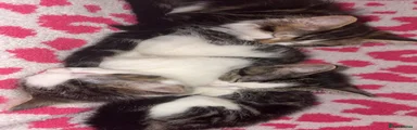 Mixed Breed 3