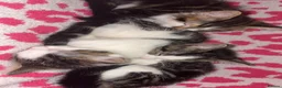 Mixed Breed cats for sale: Gorgeous kittens in Dukinfield - Advert 17