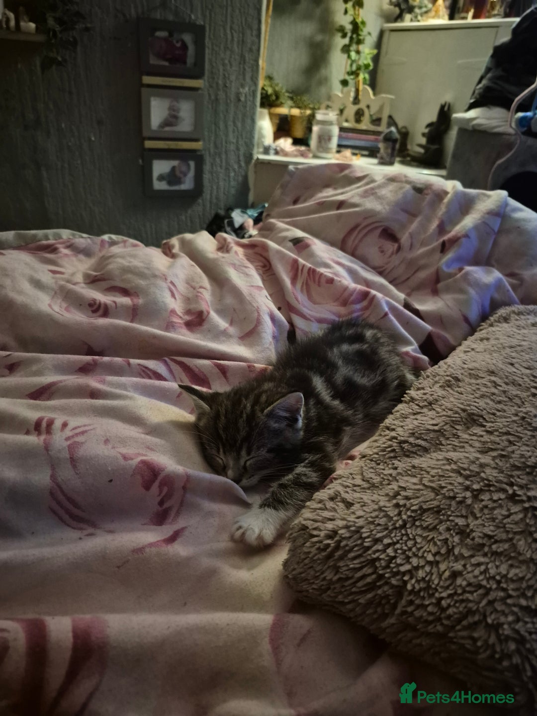 Ragdoll cats for sale: 💥Ready now 💥😻 Ragdoll mix 😻💥 - Image 3