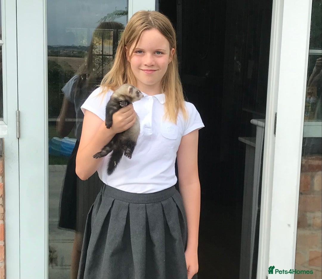 Ferret rodents for sale: Young Polecat Ferret  - Image 1