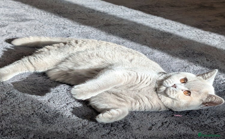 British Shorthair cats - Advert 24