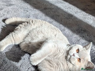 British Shorthair cats - Advert 23