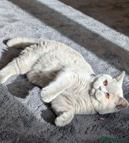 British Shorthair cats - Advert 24