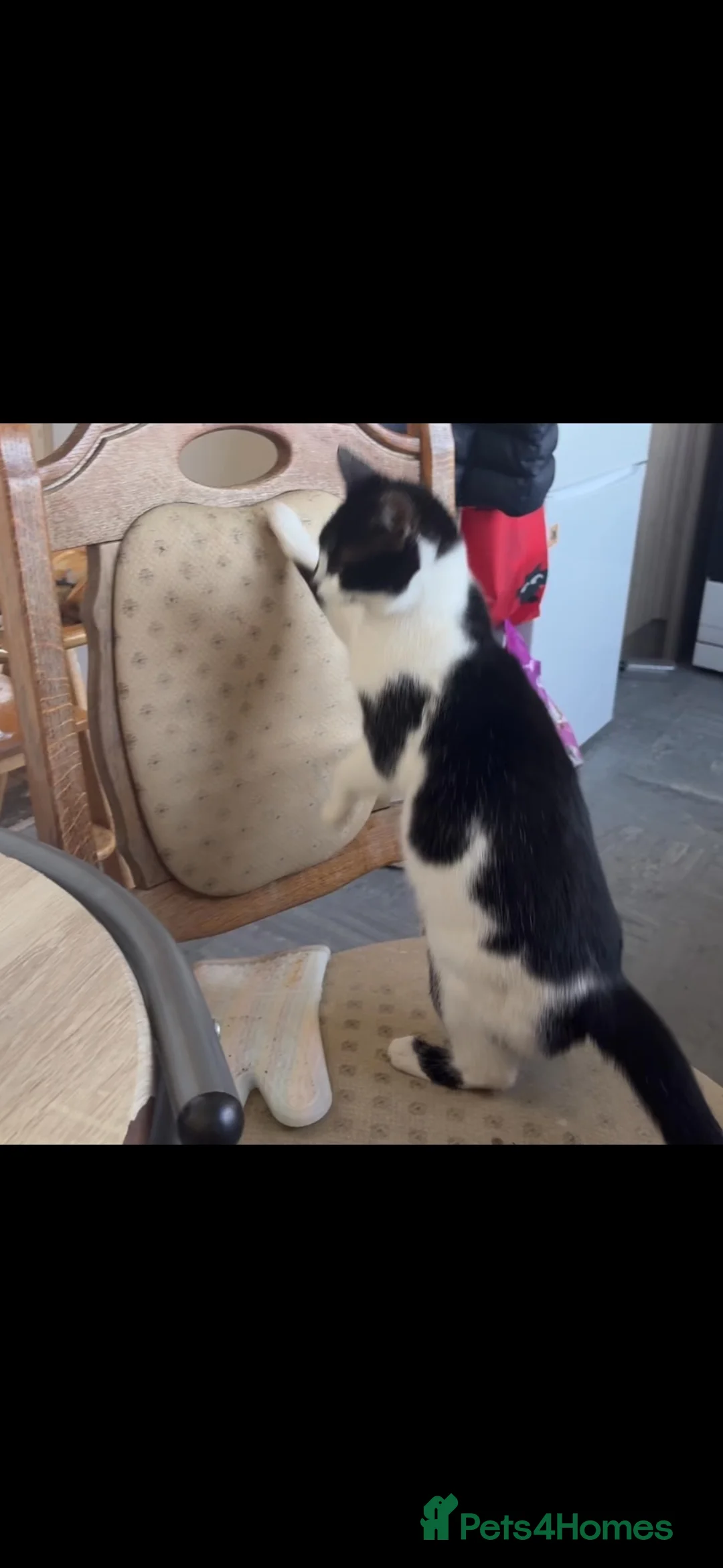 Mixed Breed cats for sale: 5 kittens for sale  - Advert 1