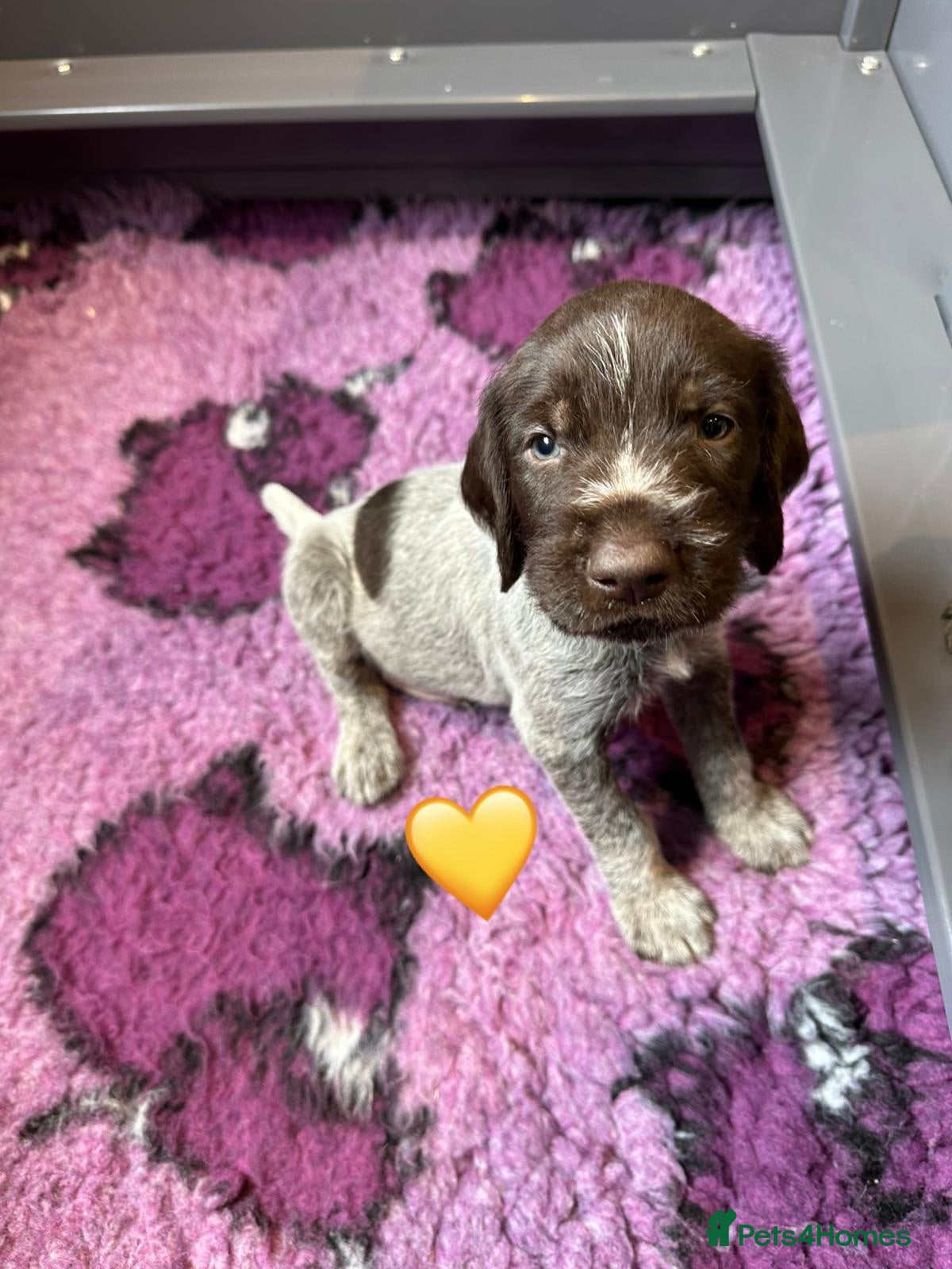 German Wirehaired Pointer dogs Kc reg german wirehaired pointer puppies for sale - Advert 2