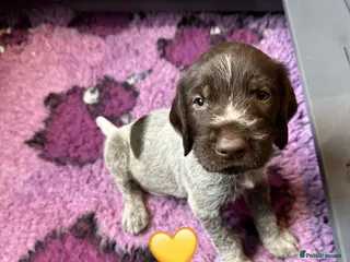 German Wirehaired Pointer dogs Kc reg german wirehaired pointer puppies for sale - Advert 2