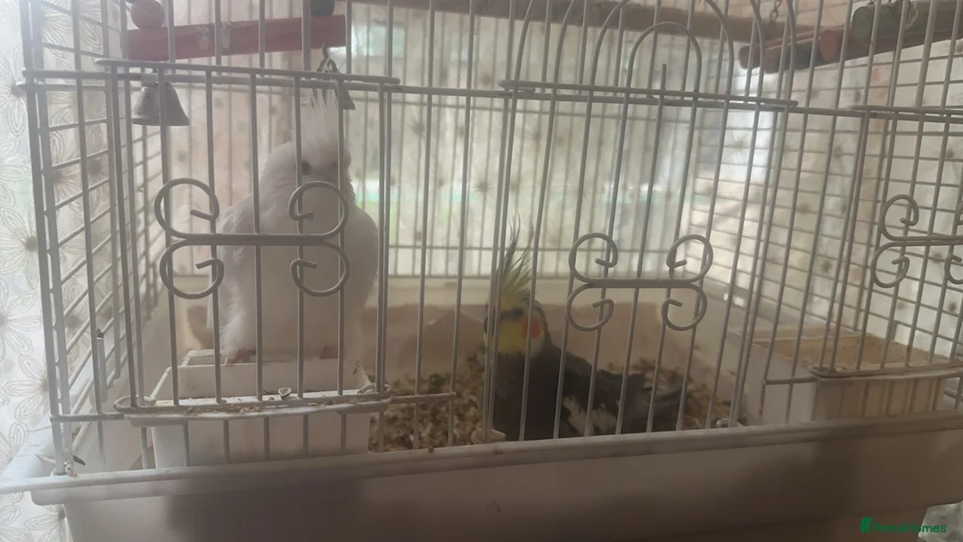 Cockatiels birds for sale: Two lovely cockatiels  in Barking - Advert 1