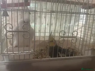 Cockatiels birds Two lovely cockatiels - Advert 1