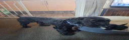 Cockapoo dogs for sale: Georgous male cockerpoo in Chesterfield - Advert 8