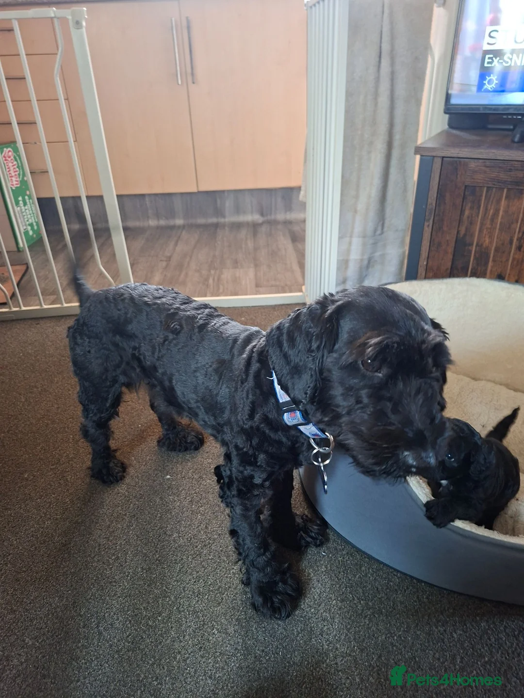 Cockapoo dogs for sale: Georgous male cockerpoo in Chesterfield - Advert 8