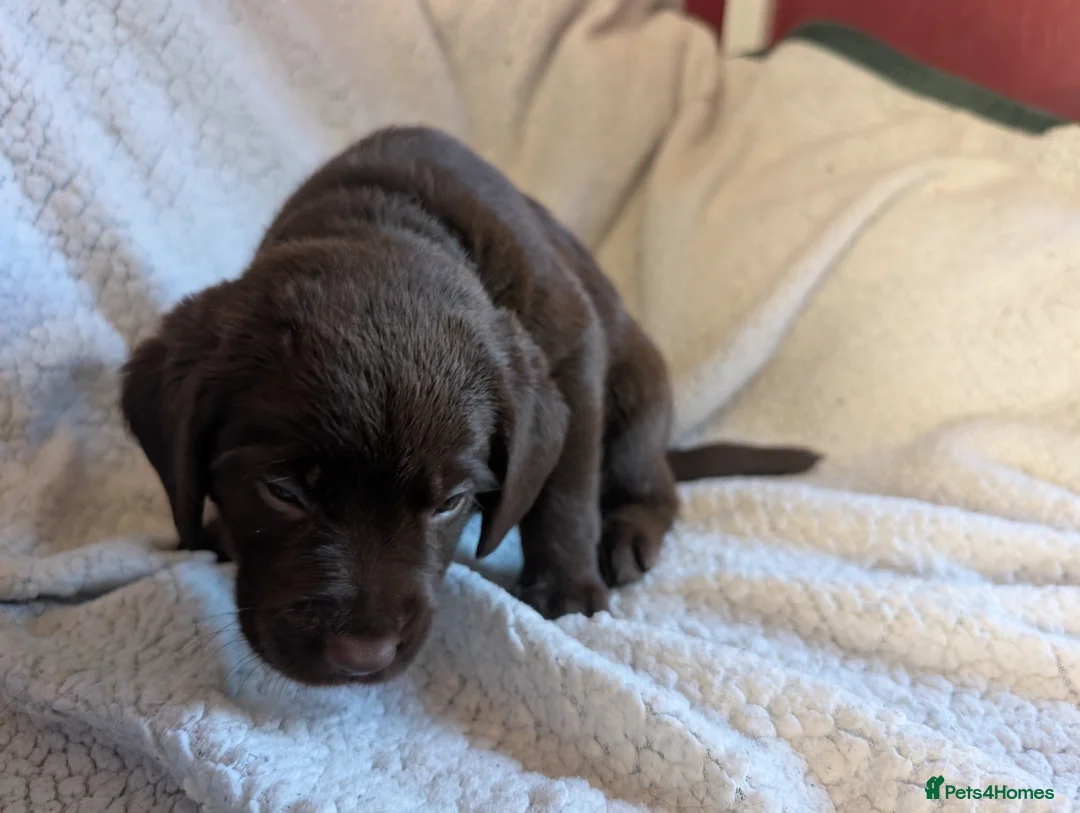 Springador dogs for sale: Litter of Springadors - Advert 2