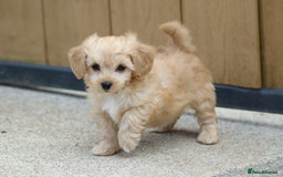 Cavapoochon dogs for sale: Beautiful Cavapoochon boy for sale - Image 1