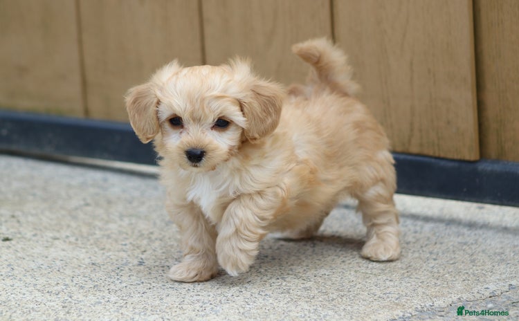 Cavapoochon dogs - Advert 1