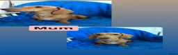 Miniature Dachshund dogs for sale: Miniature dachshund  in Basildon - Advert 9