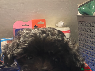 Maltipoo dogs Tiny F1 dollface Korean/Asian maltipoos 😍💙 - Advert 2