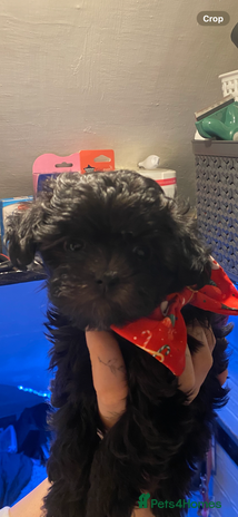 Maltipoo dogs Tiny F1 dollface Korean/Asian maltipoos 😍💙 - Advert 3