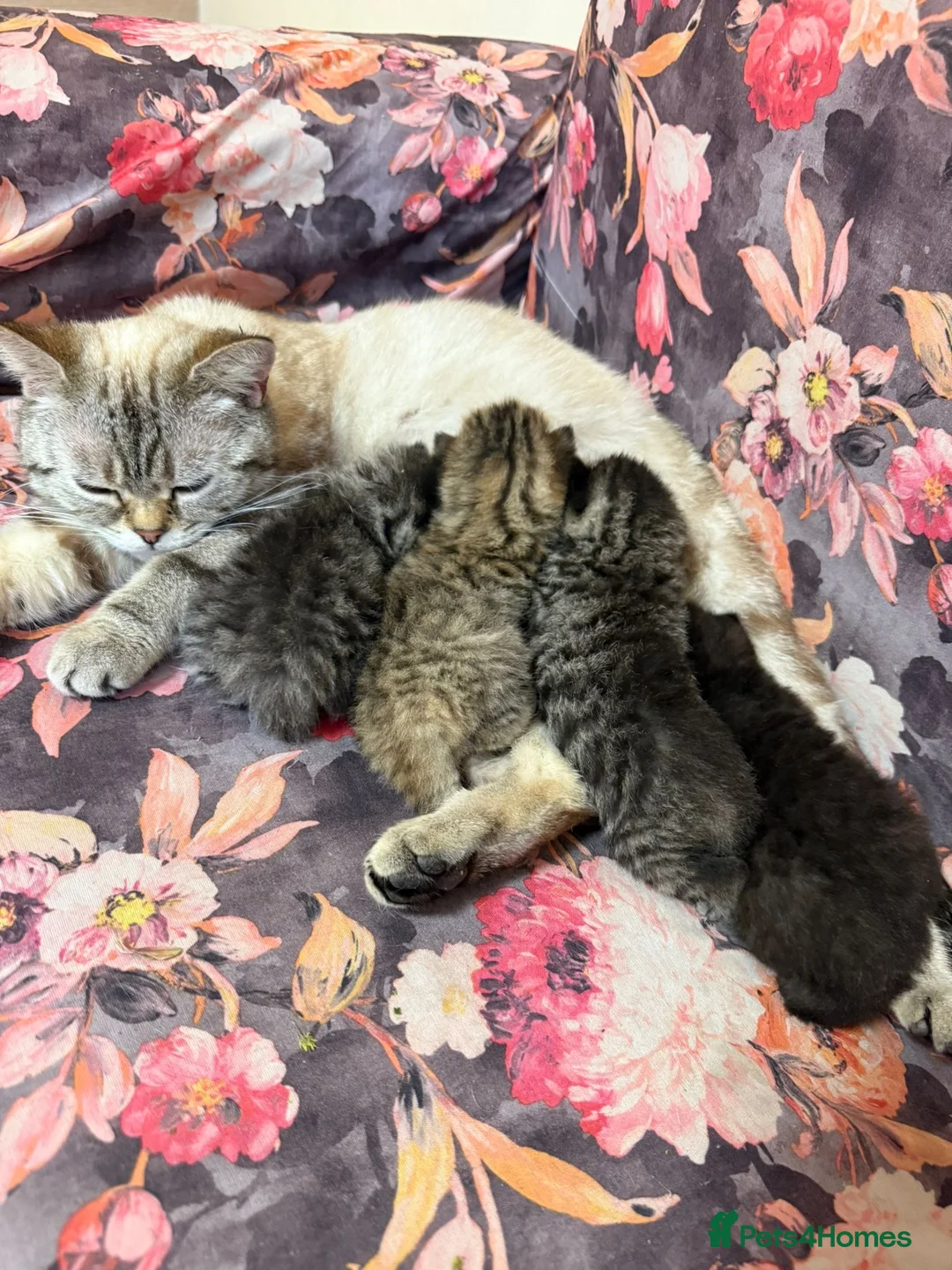 British Shorthair cats for sale: Beautiful quality British shorthair kittens  - Advert 1