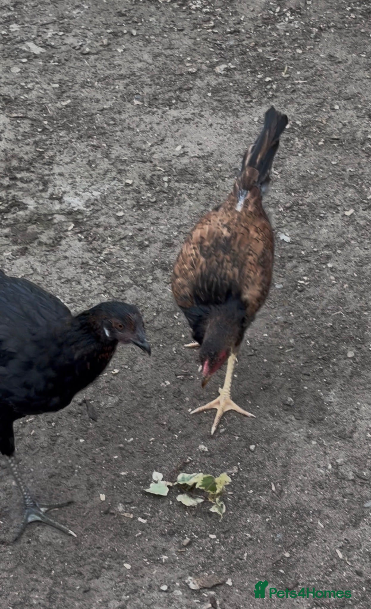 Mixed Breed livestock 5 months old chickens - Advert 12
