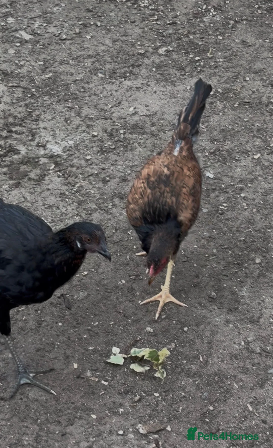 Mixed Breed livestock for sale: 5 months old chickens - Advert 1