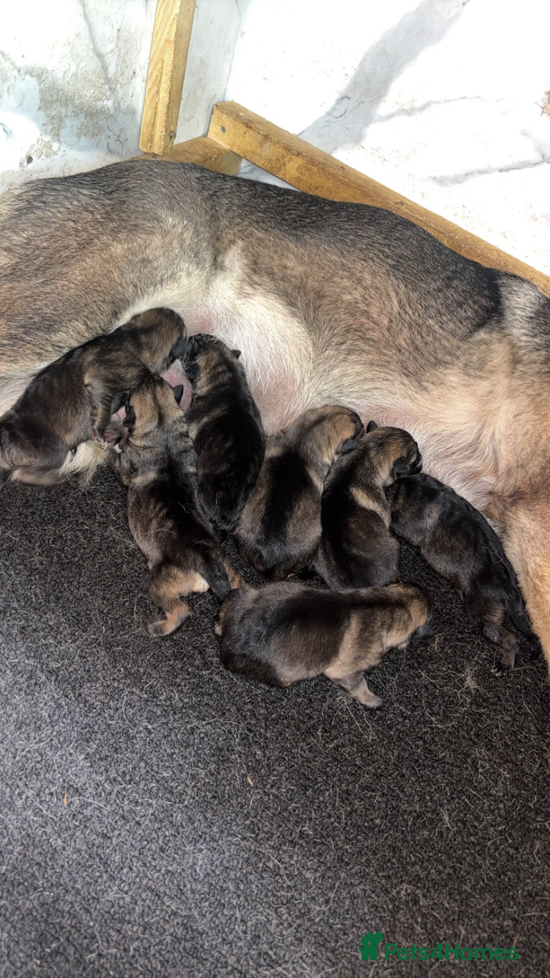 German Shepherd dogs for sale: Beautiful German shepherd girls  - Image 6