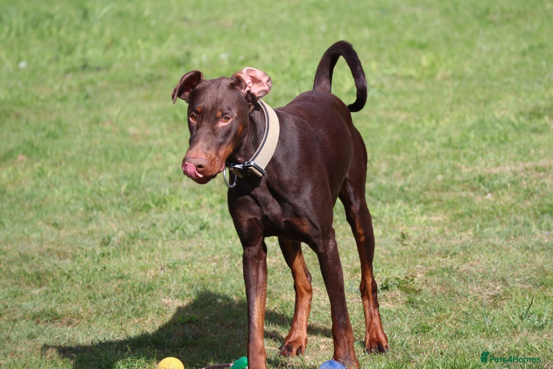 Dobermann dogs for sale: Denzel the male dobe - Advert 14
