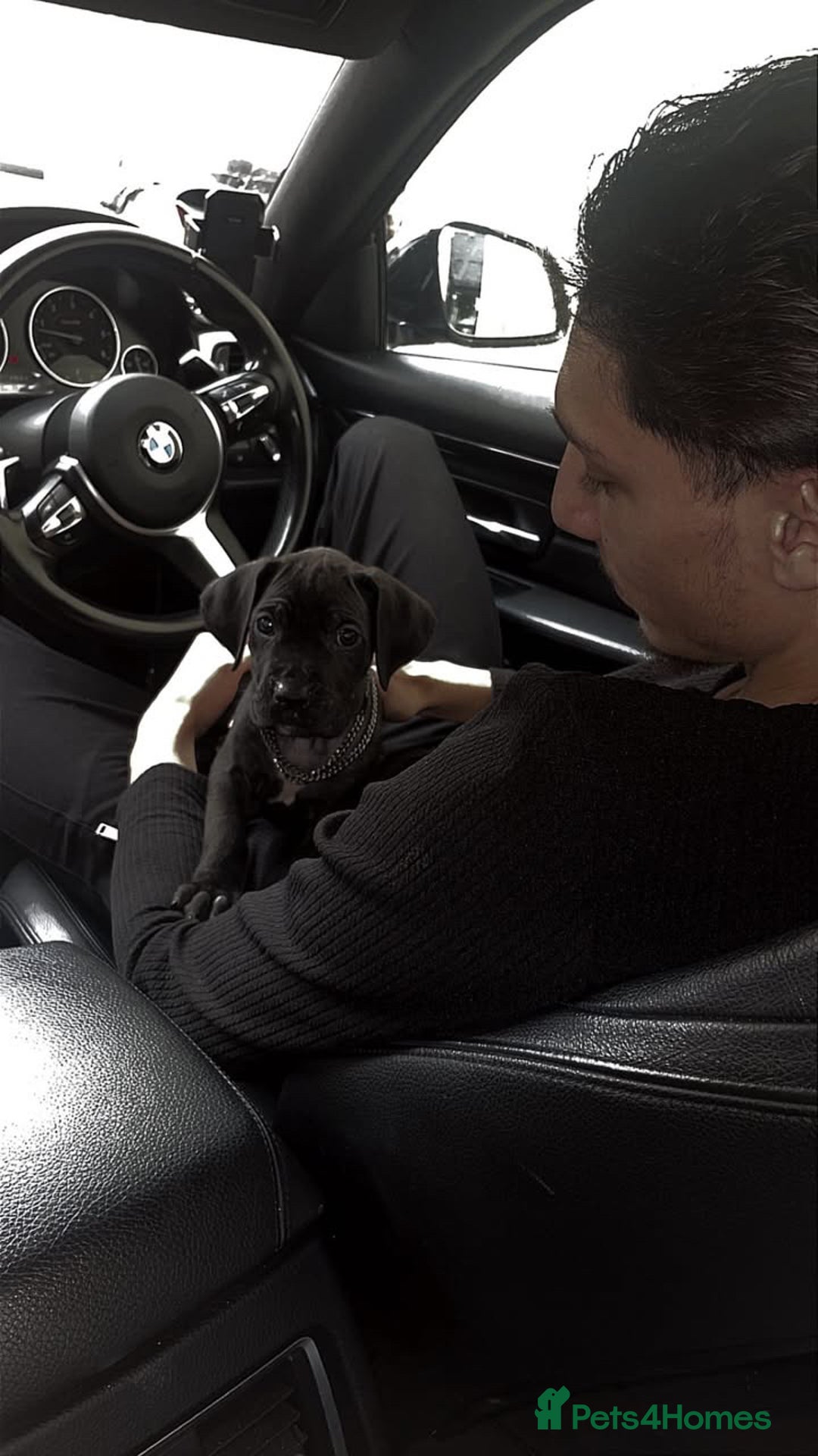 Cane Corso dogs for sale: 4 month old Cane Corso - Advert 3