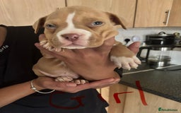 American Bully dogs for sale: Pocket bullies - Image 6