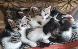 British Shorthair cats for sale: Adorable Fluffy 5x Shorthair Kittens *urgent sale - Image 1