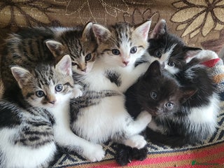 British Shorthair cats - Advert 8