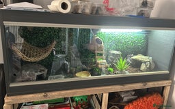 Leopard Gecko reptiles for sale: 2x Leopard Geckos for rehome - Image 3