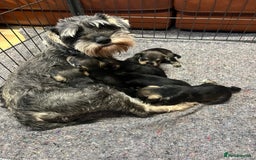 Miniature Schnauzer dogs for sale: KC Miniature Schnauzer Puppies - Image 8
