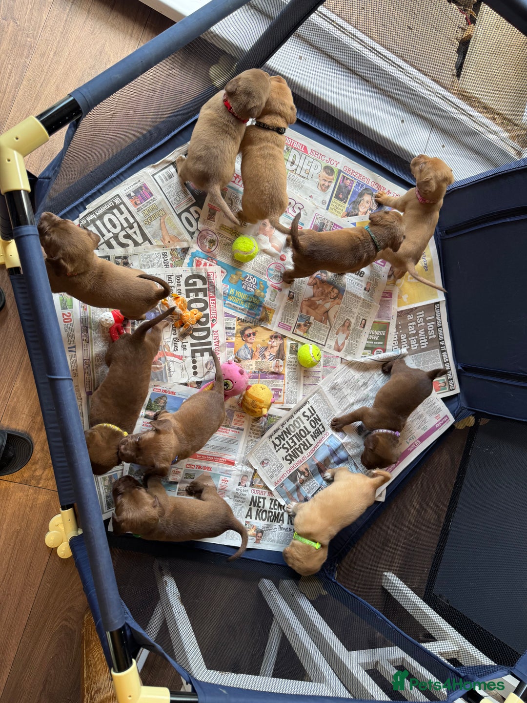 Dogue De Bordeaux dogs for sale: Dogue de Bordeaux cross puppies for sale.  - Image 4