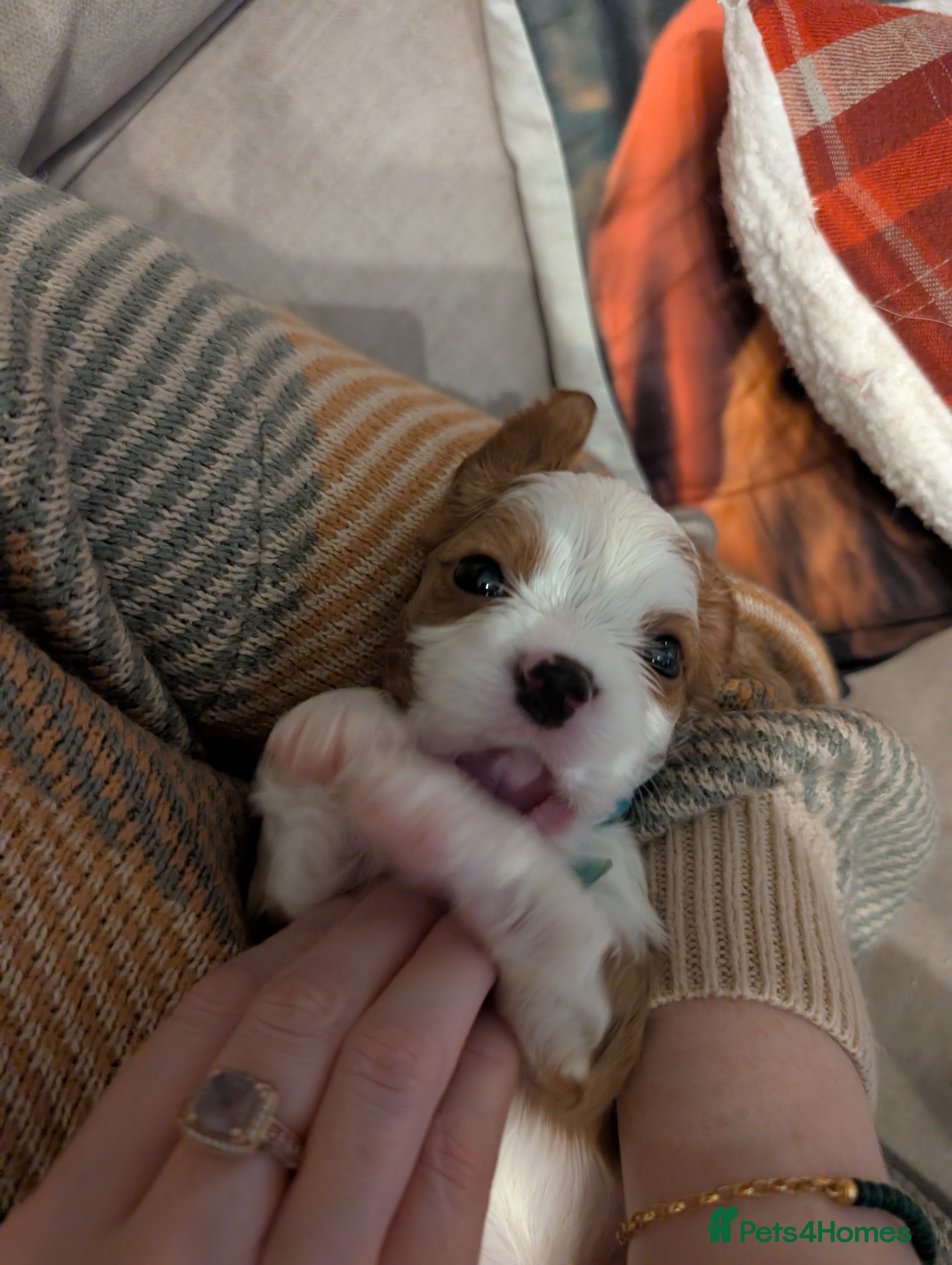 Cavalier King Charles Spaniel dogs Beautiful cavalier king Charles pups born 24/12 - Advert 2