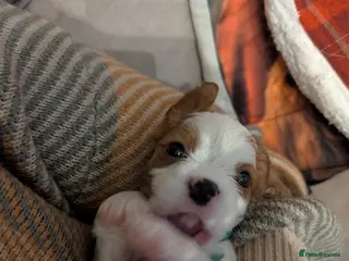 Cavalier King Charles Spaniel dogs Beautiful cavalier king Charles pups born 24/12 - Advert 9