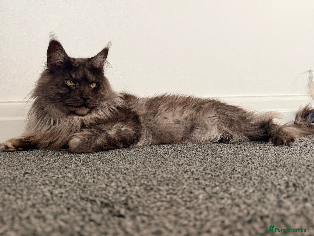 Maine Coon cats for sale: GCCF Maine coon litter  - Advert 3