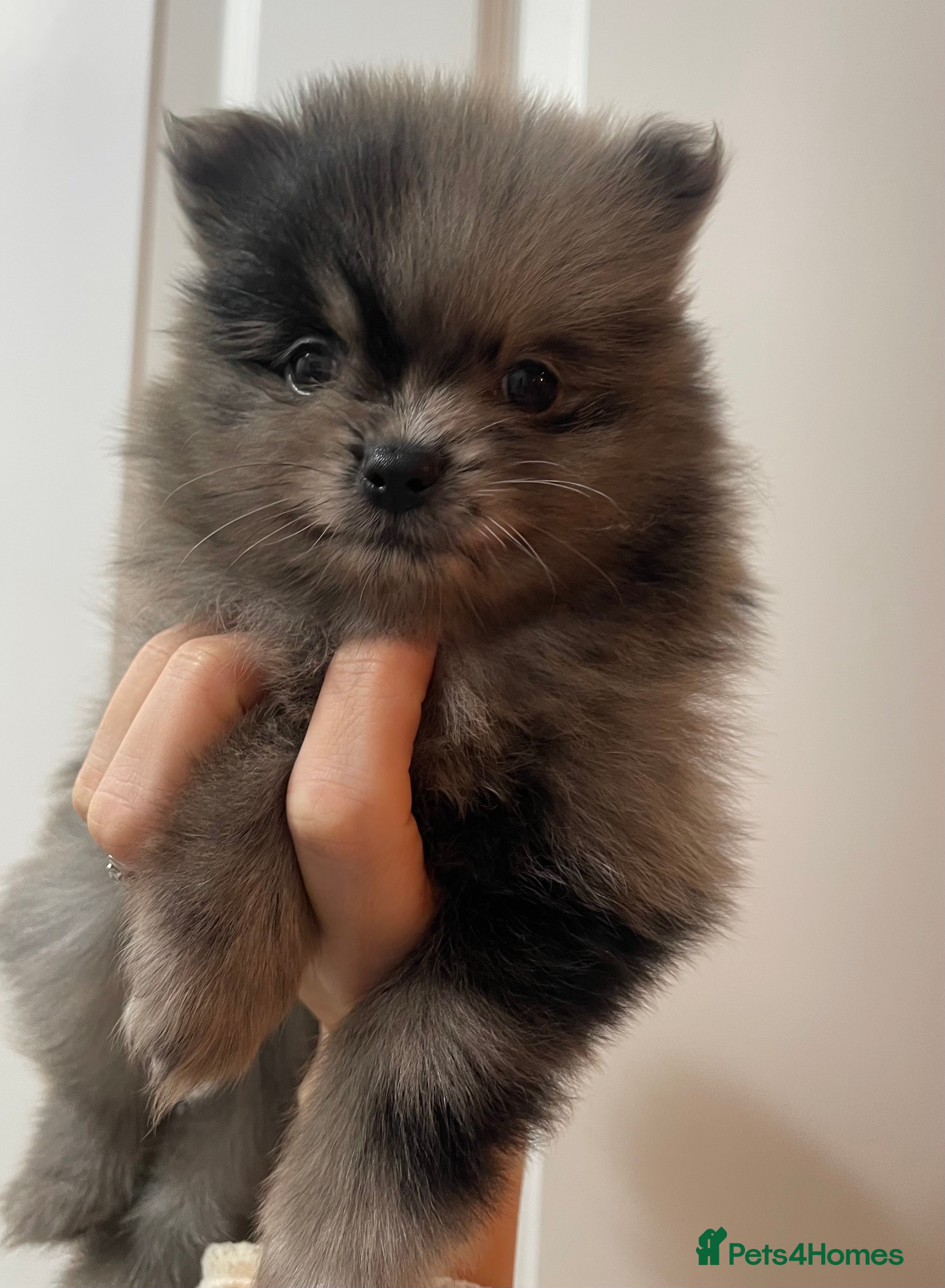 Pomeranian dogs Beautiful Pomeranian Puppies - Advert 11