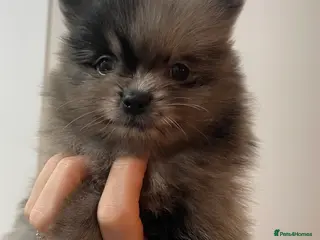 Pomeranian dogs Beautiful Pomeranian Puppies - Advert 11