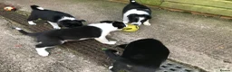 Border Collie dogs for sale: QUALITY BORDER COLLIE PUPPIES CHAMPION LINES in Cardiff - Advert 14