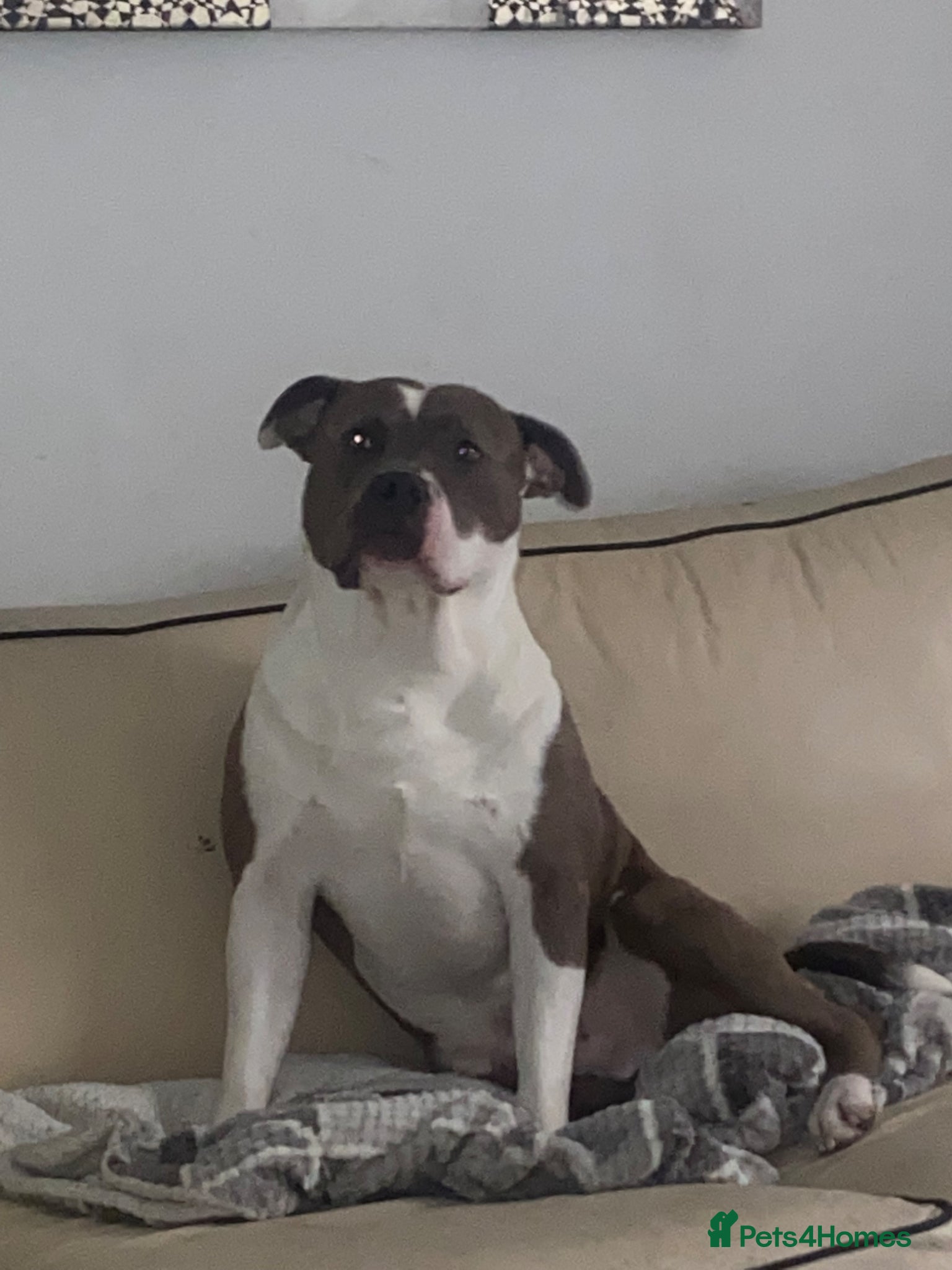 Mixed Breed dogs Buddy is looking for a new home - Advert 2