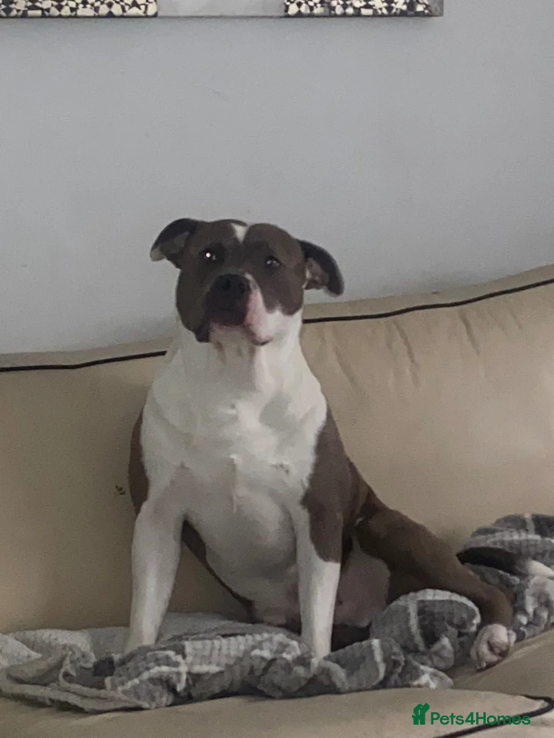 Mixed Breed dogs for adoption: Buddy is looking for a new home - Advert 1