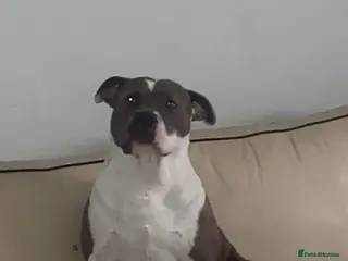 Mixed Breed dogs Buddy is looking for a new home - Advert 2