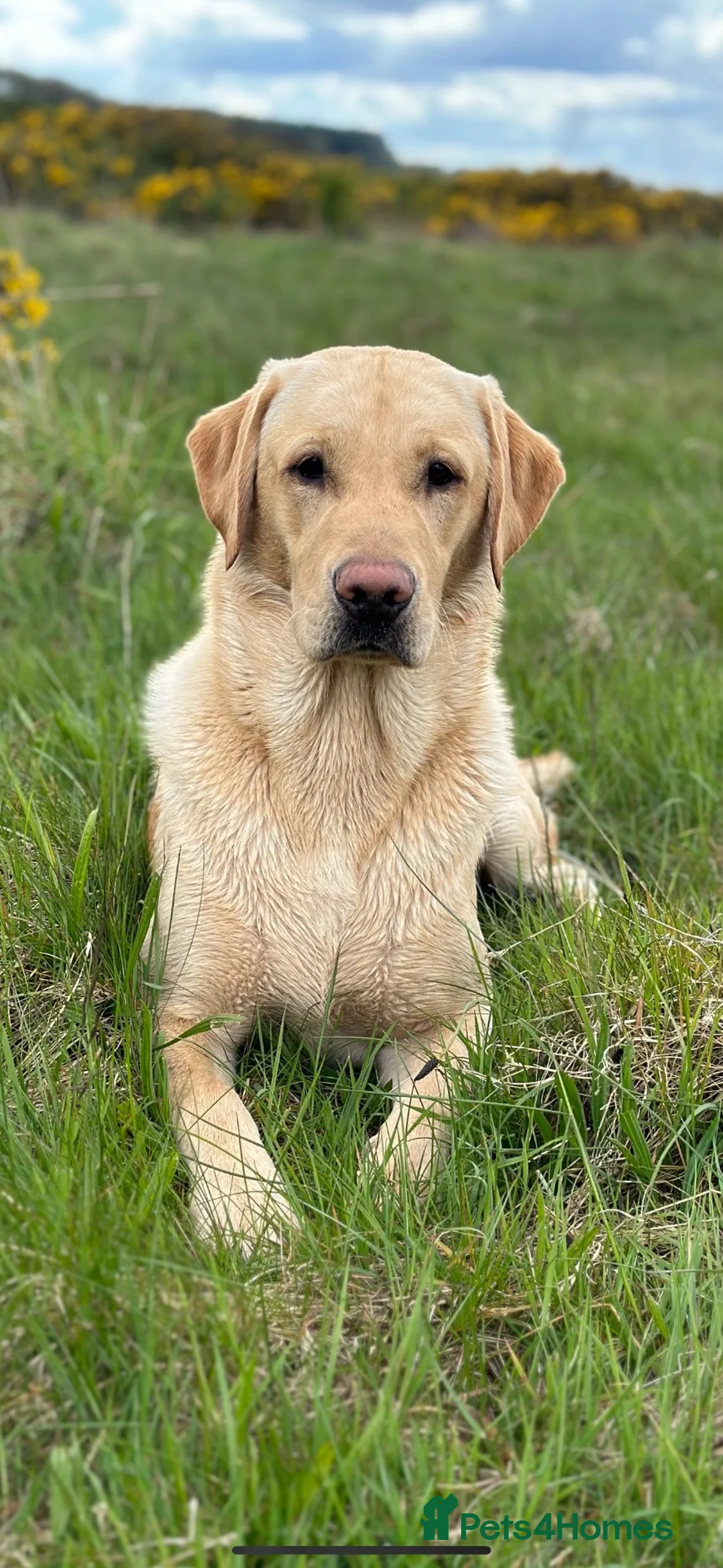 Labrador Retriever dogs for stud: FIELD TRIAL WINNER WORKING LABRADOR  - Advert 2