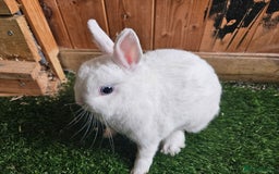 Netherland Dwarf rabbits for sale: Blue eyed Netherland  dwarf doe.  - Image 4