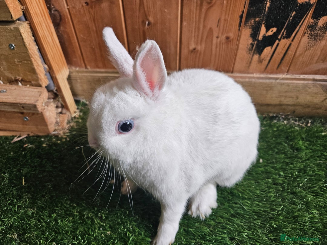 Netherland Dwarf rabbits for sale: Blue eyed Netherland  dwarf doe.  - Image 4