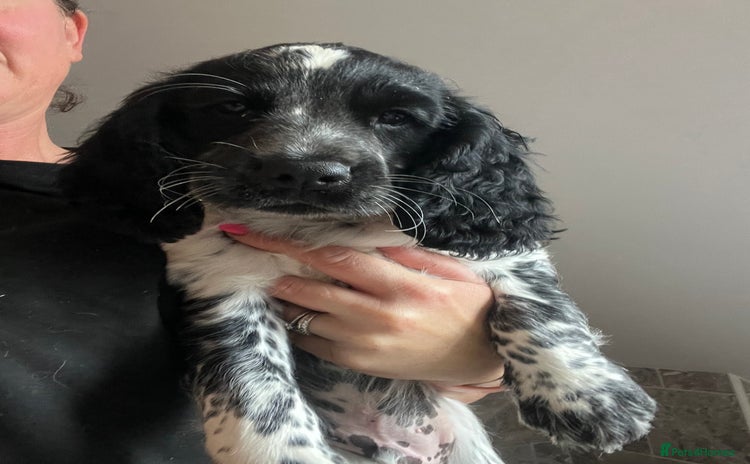 Cocker Spaniel dogs - Advert 6