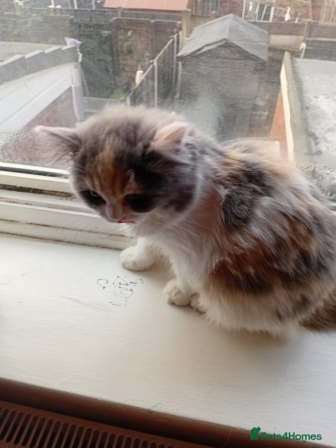 Mixed Breed cats for sale: Milky ,oreo - Advert 6