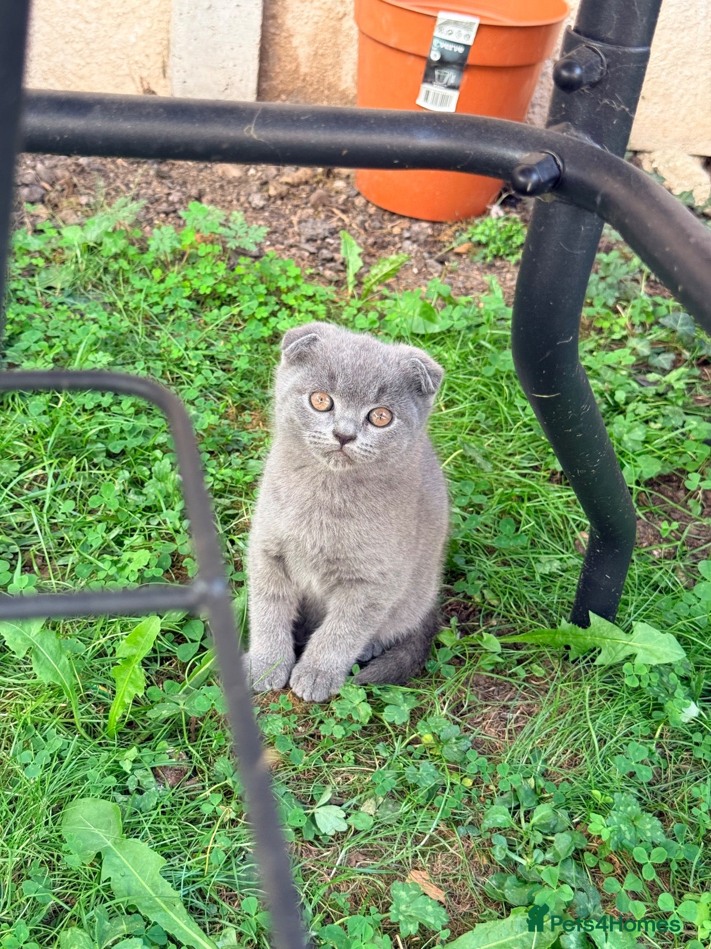 British Shorthair cats Scotish fold /British shorthair kittens  - Advert 5